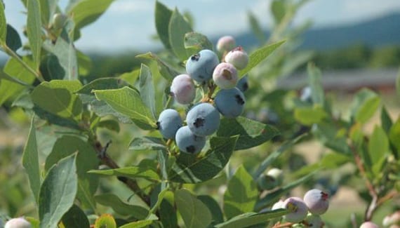 blue-berries-thumbnail