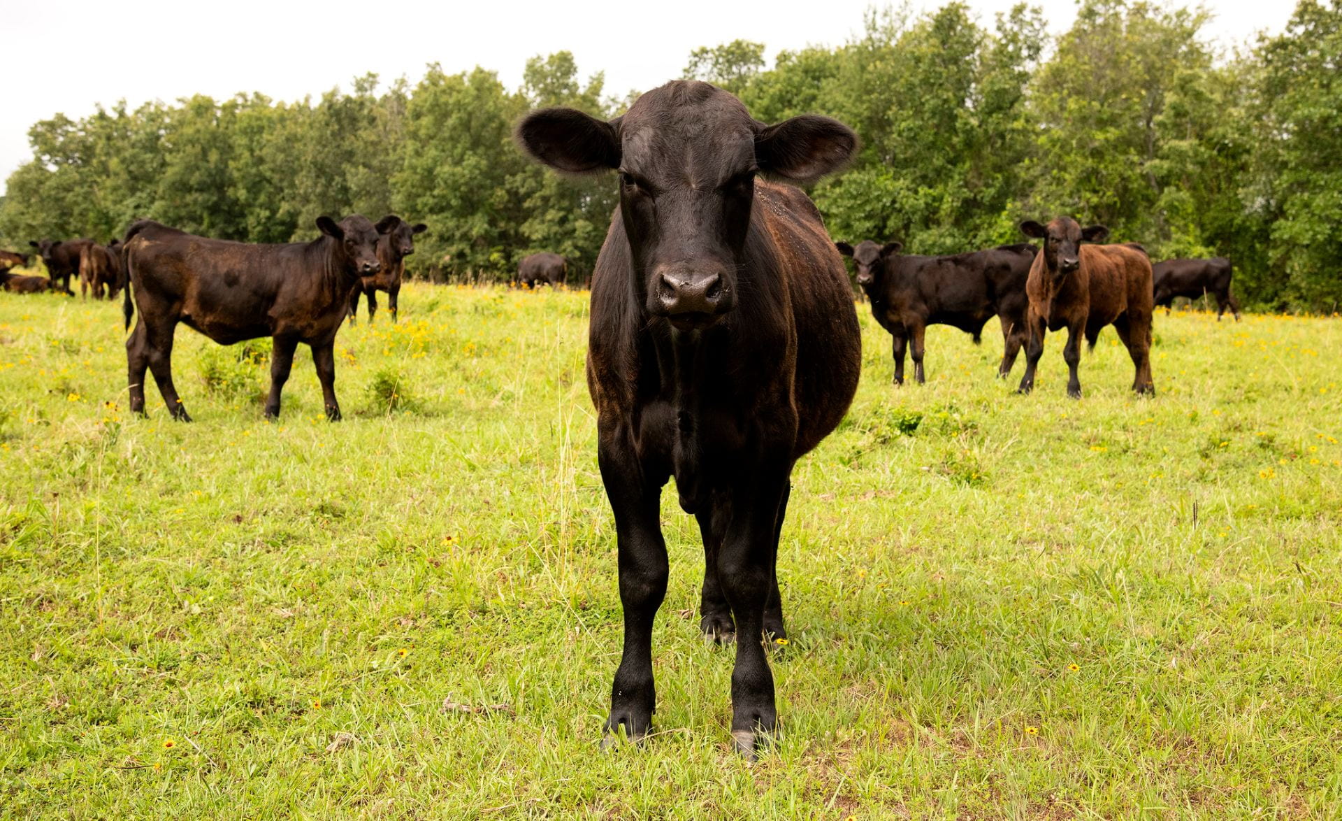 Arkansas Beef Council Awards Research Grants to Division of Agriculture  Scientists | Arkansas Agricultural Experiment Station