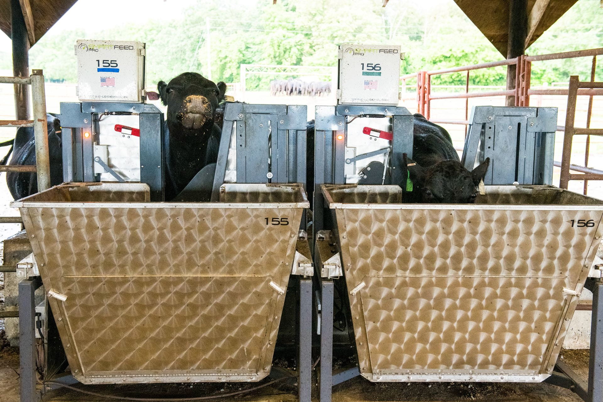 Two cows eat from bins on an automatic cattle feeder