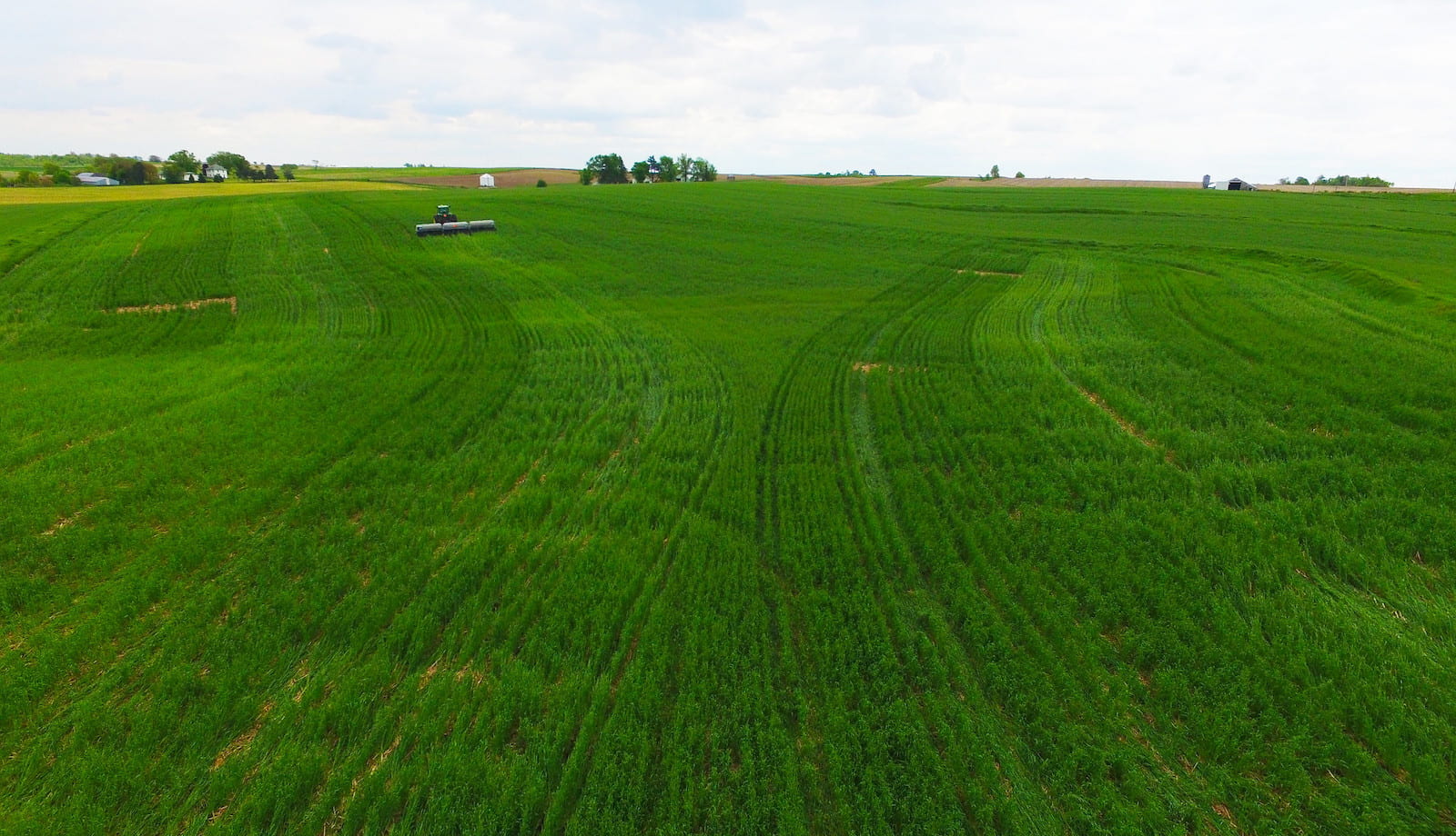 Cereal rye cover crops