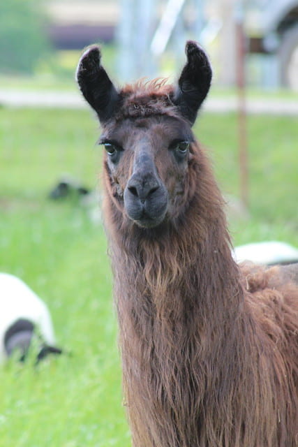 New Guard Llama Settles in at Agricultural Experiment Station