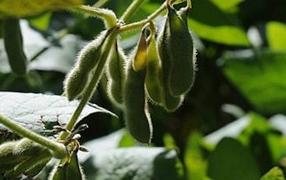 soybean-seeds-large