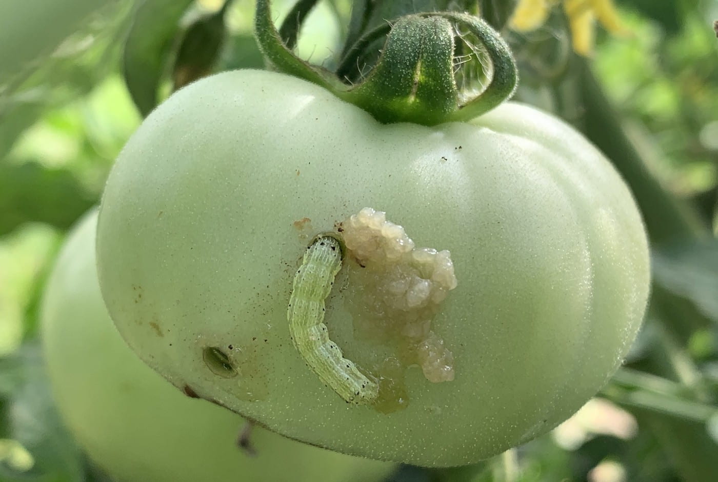 controling tomato pests and control