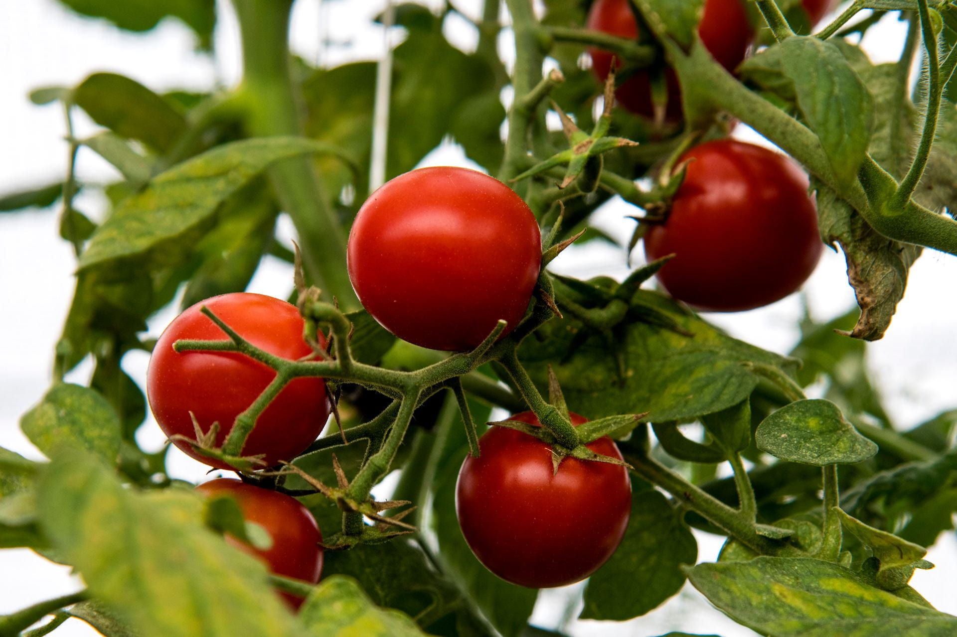 A close-up image of ripe cherry tomatoes on the vine