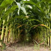 Corn research plots