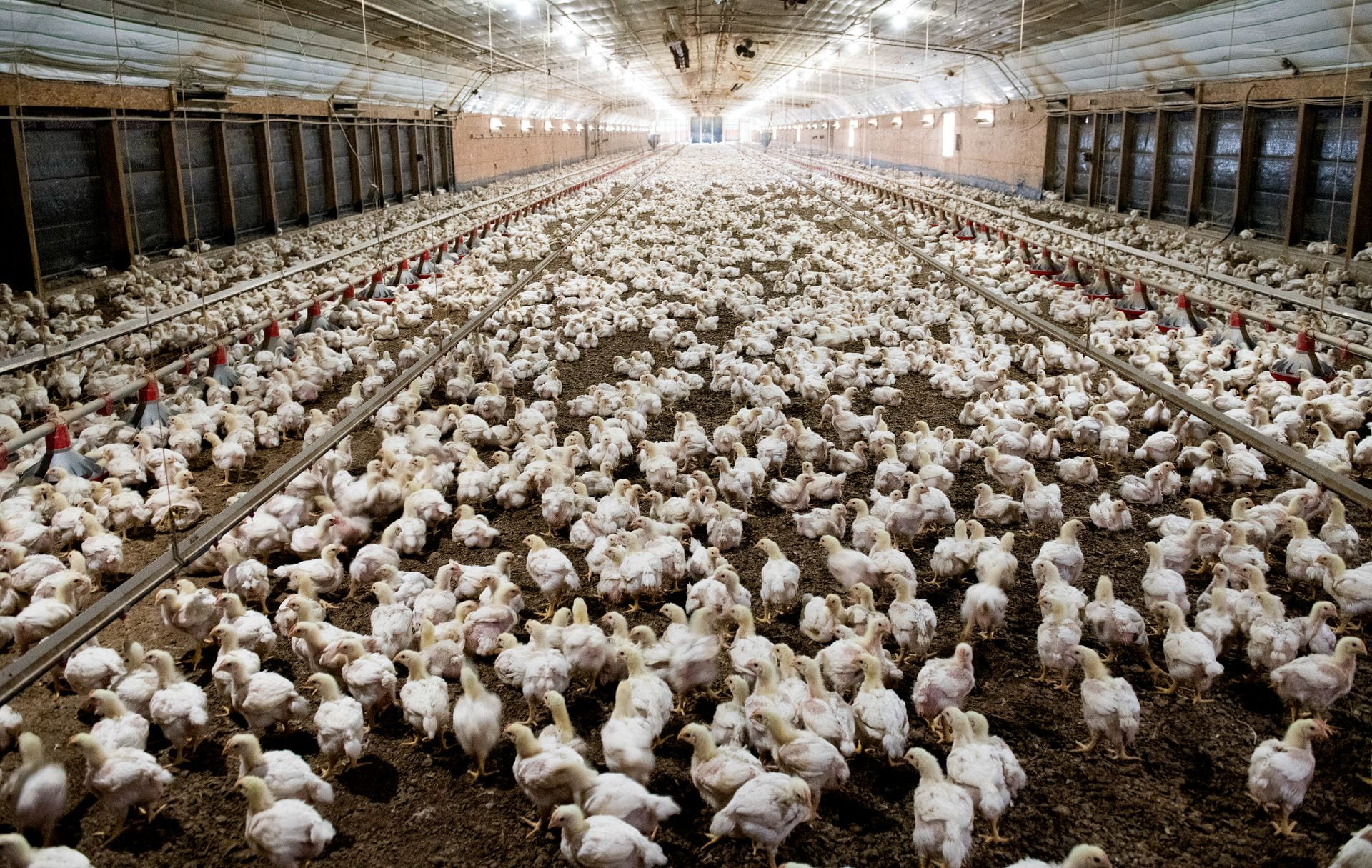 Commercial Poultry House