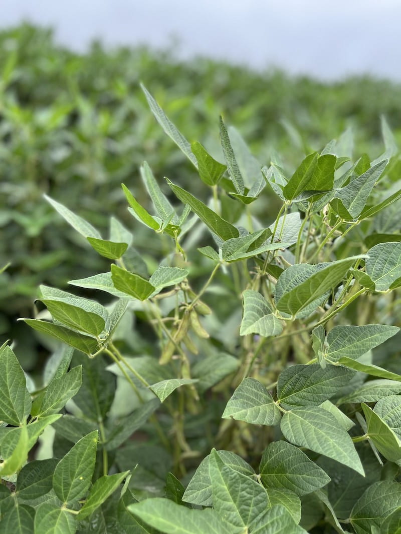 Growing Soybeans