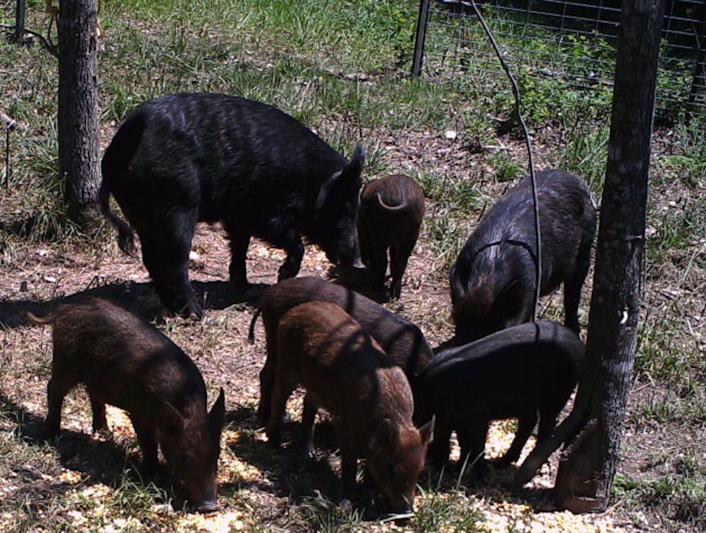 Feral Hogs at Feeder-crop