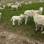 The Arkansas Small Ruminant Field Day aims to increase producer knowledge and understanding of sheep and goat husbandry/health, production, and marketing.