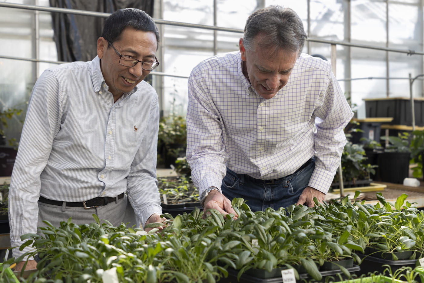 SPINACH RESEARCH — Ainong Shi, left, vegetable breeder and associate professor of horticulture with the Arkansas Agricultural Experiment Station, is the principal investigator of a multi-state initiative to develop disease-resistant spinach. A co-principal investigator is Jim Correll, right, Distinguished Professor of entomology and plant pathology with the experiment station. (U of A System Division of Agriculture photo)