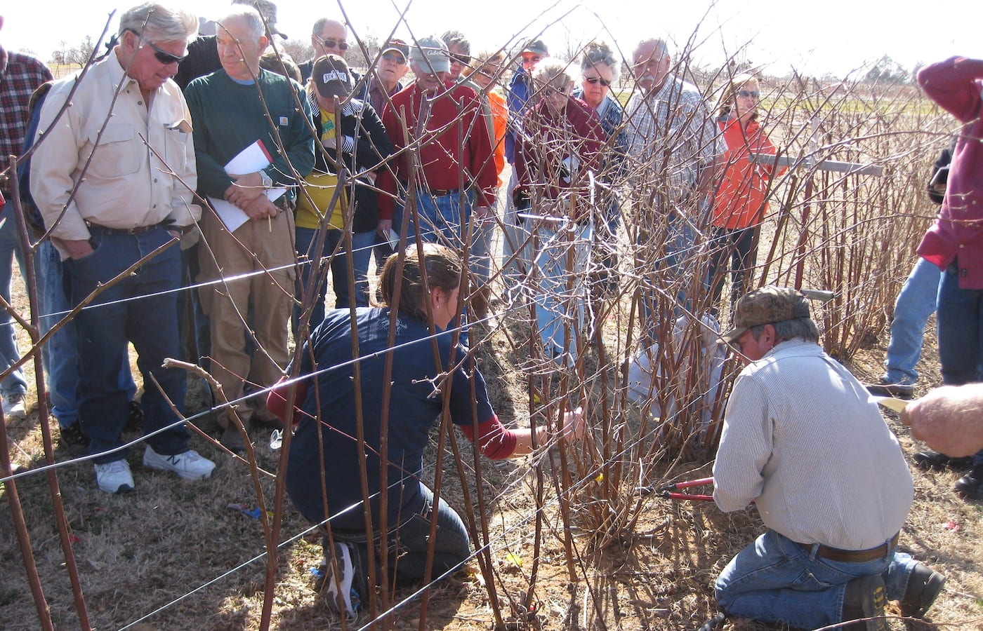 Division of Agriculture experts will be demonstrating the proper techniques for pruning fruit and pecan trees and grape vines during a March 6, 2024, workshop.