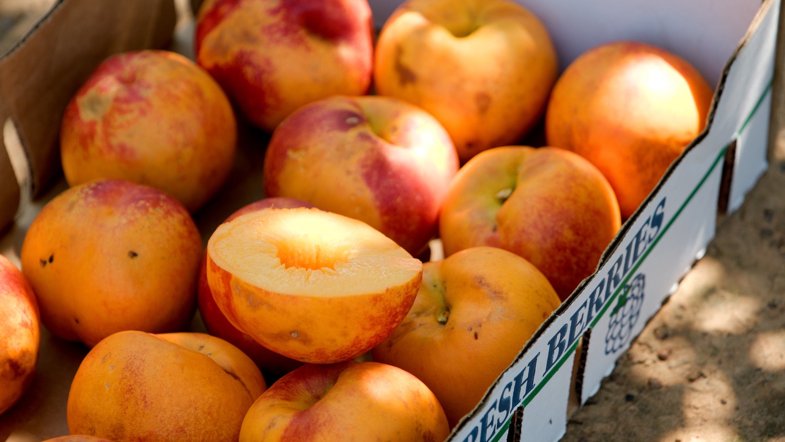 NEW NECTARINE — The Ozark Mango™ is a new nectarine from the Arkansas Fruit Breeding Program. (U of A System Division of Agriculture photo by Paden Johnson)