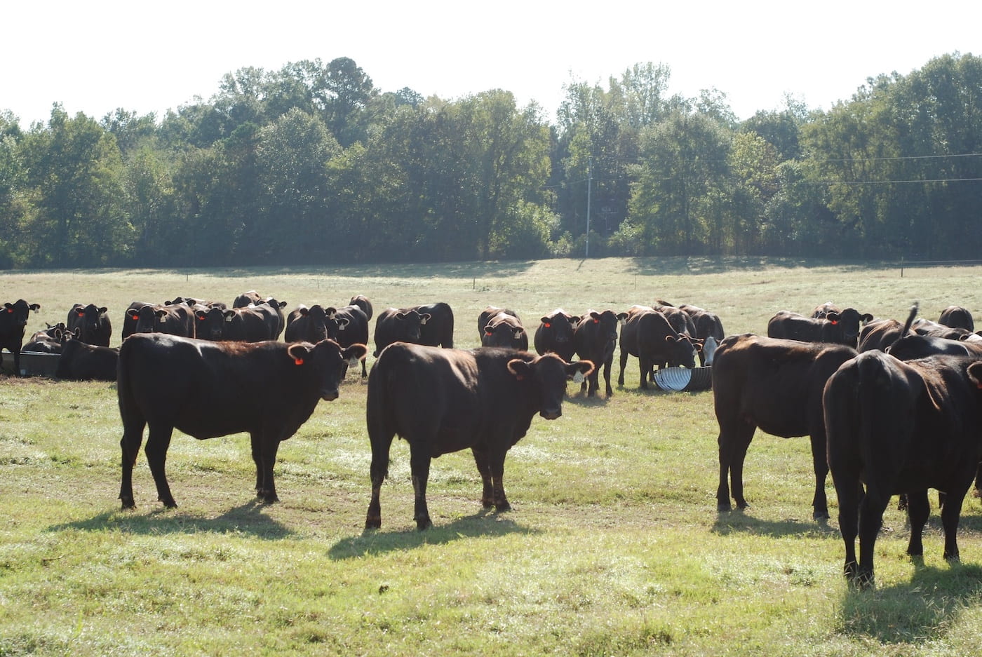 The Southwest Research and Extension Center near Hope is conducting a three-year study on calf weaning. Two groups are weaned in pasture, one with nose-to-nose mother contact and one in a nearby pasture without contact. A third group is weaned in a "dry lot" away from mothers. (U o fA System Division of Ag photo)